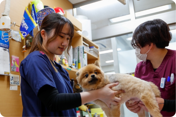 動物保定の様子