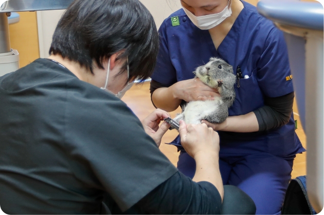 フェレットの爪切りの様子