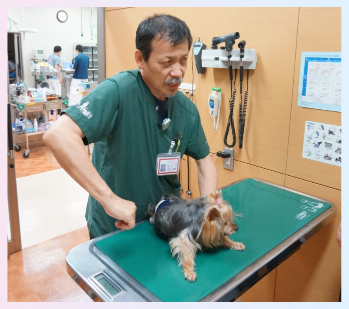 2015年10月22日、診察・飼い主様への説明の様子