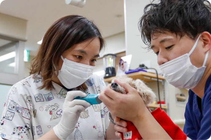 犬の処置箇所の毛をトリマー中