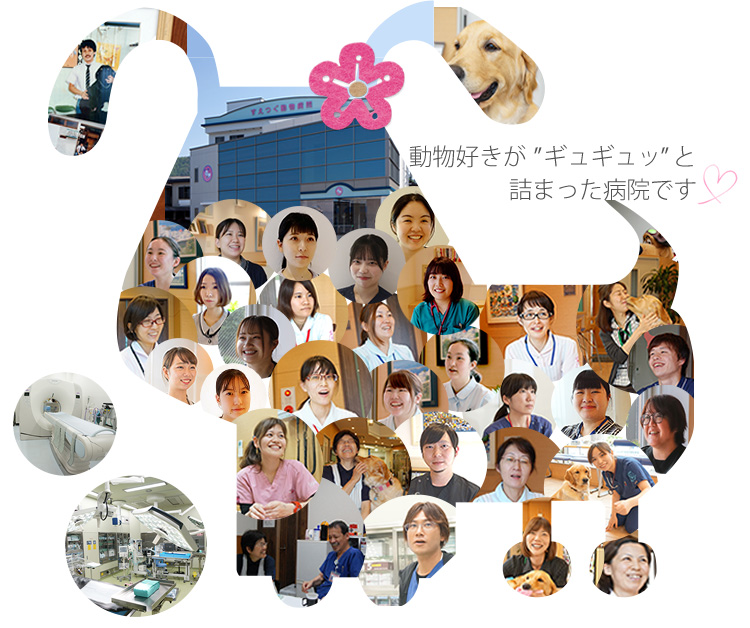 すえつぐ動物病院 犬 猫他小動物の診療 去勢 避妊手術 歯科 関西九州大分県別府市 すえつぐ動物病院 犬 猫他小動物の診療 去勢 避妊手術 歯科 関西九州大分県別府市