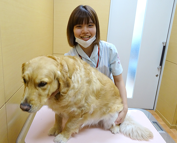 動物 看護 師 専門 学校 関東京 プ