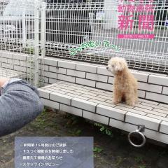 すえつぐ動物病院新聞2019年12月号（第13号）ができました