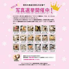 第10回撮影会、写真選挙の投票がスタートしました！