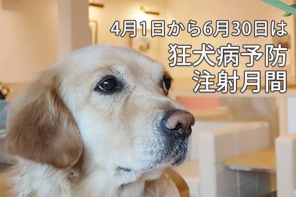 4月1日から6月30日は狂犬病予防注射月間です