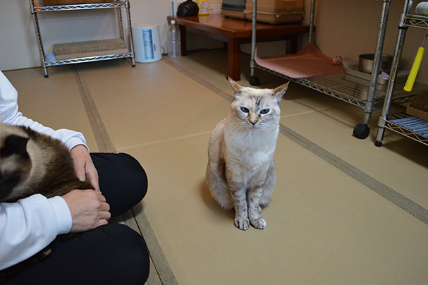 マッサージ大好き!ミルクちゃん日本一に